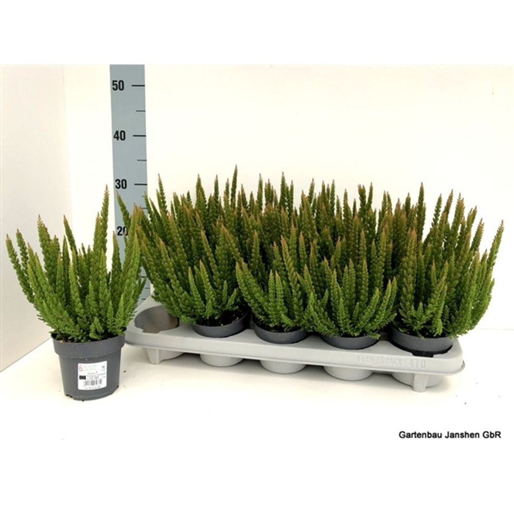 Calluna BL Stockhol Skyline T11 H30