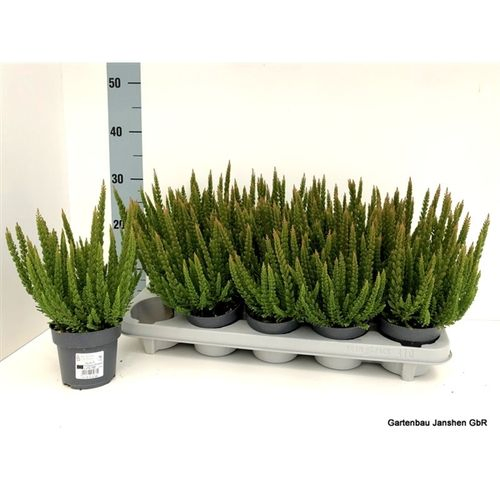 Calluna BL Stockhol Skyline T11 H30