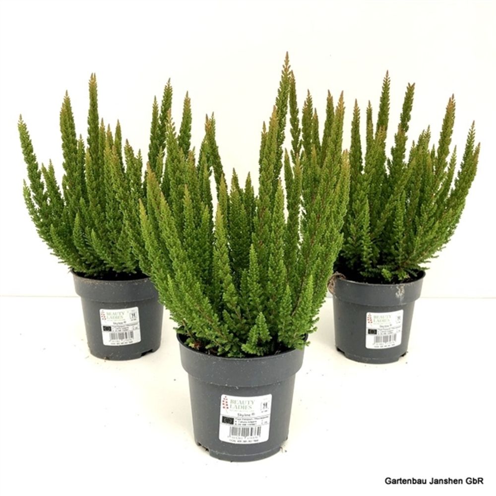 Calluna BL Stockhol Skyline T11 H30