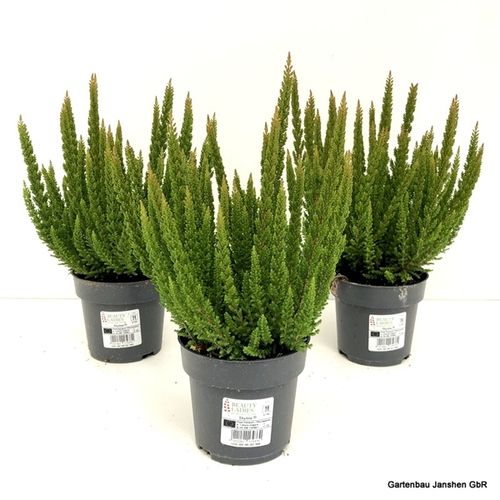 Calluna BL Stockhol Skyline T11 H30