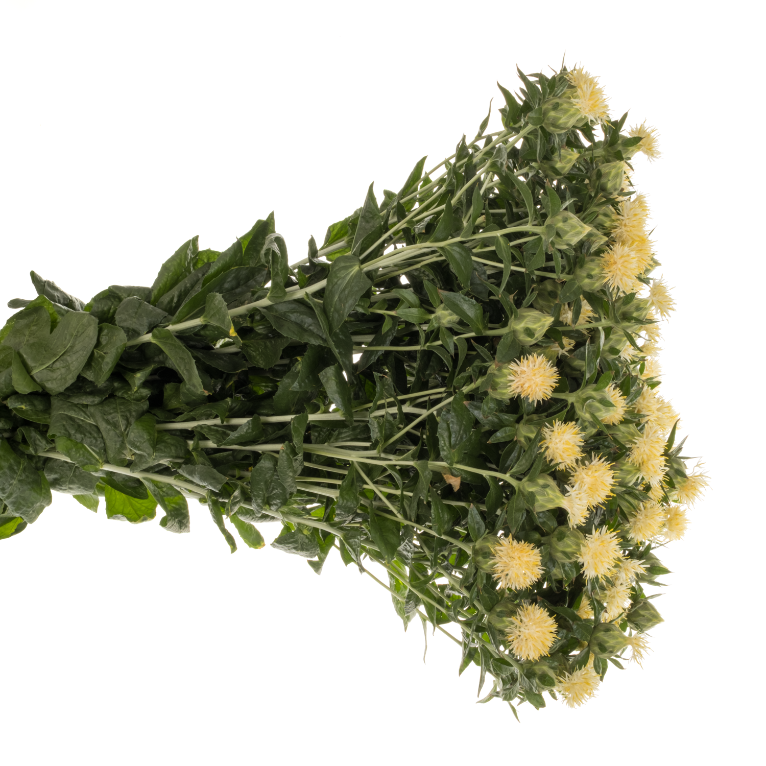 Carthamus hell gelb 80cm