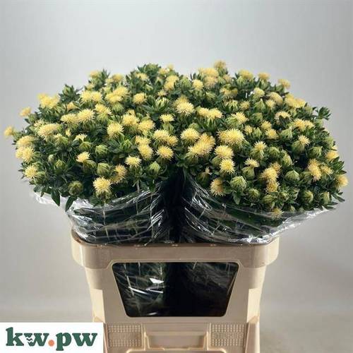 Carthamus hell gelb 80cm