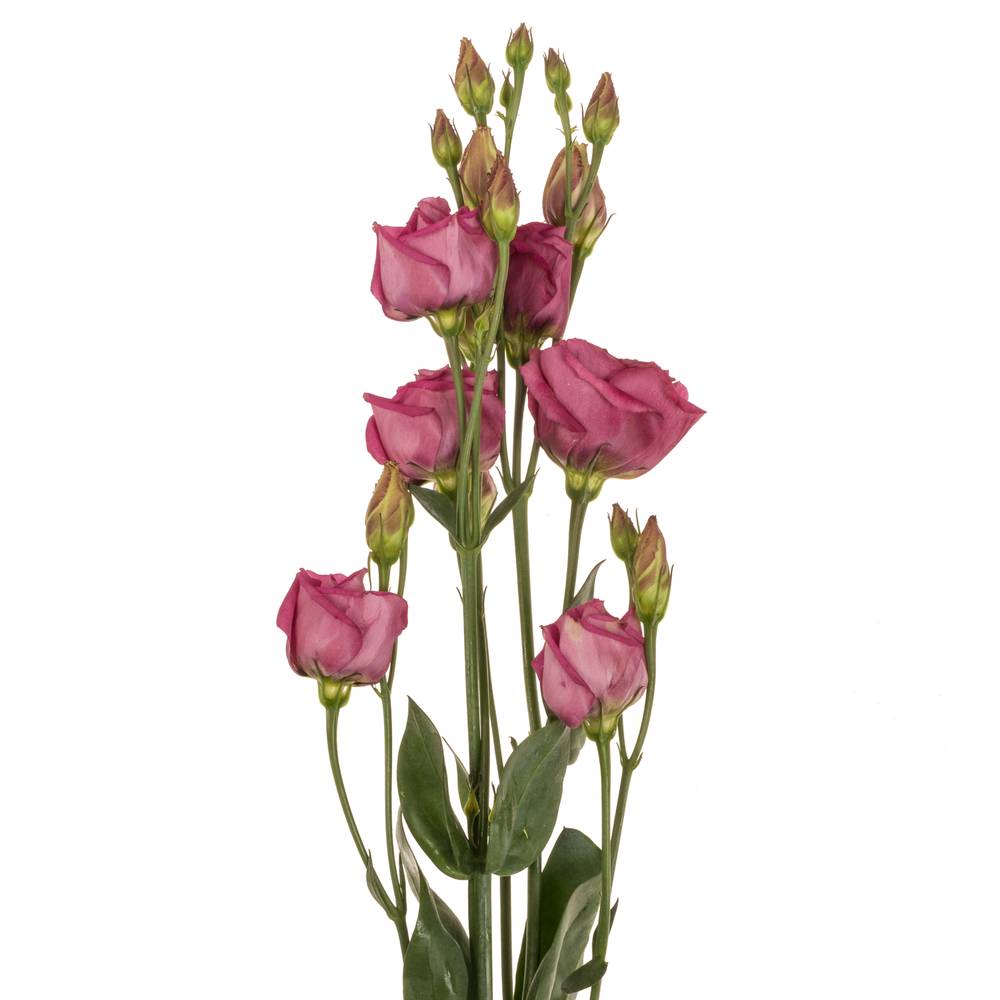 Lisianthus Rot/rosa rosita Cherry 5+ 70cm