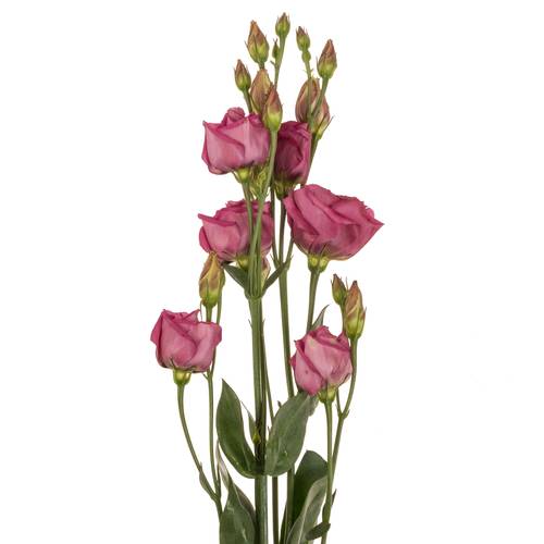 Lisianthus Rot/rosa rosita Cherry 5+ 70cm