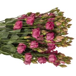 Lisianthus Rot/rosa rosita Cherry 5+ 70cm