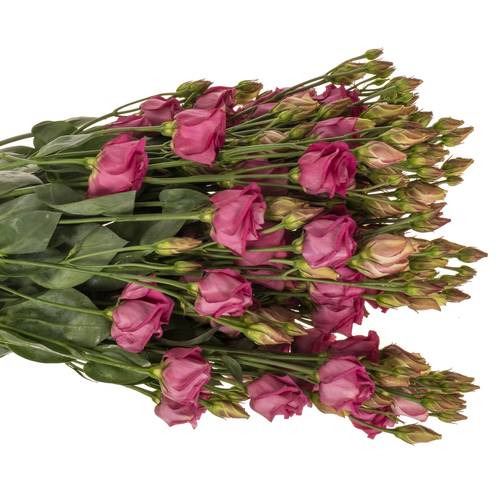 Lisianthus Rot/rosa rosita Cherry 5+ 70cm