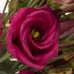Lisianthus Rot/rosa rosita Cherry 5+ 70cm