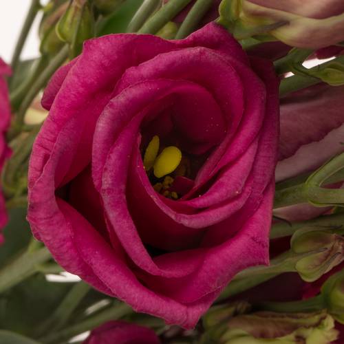 Lisianthus Rot/rosa rosita Cherry 5+ 70cm
