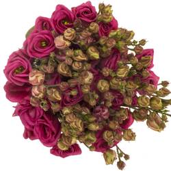 Lisianthus Rot/rosa rosita Cherry 5+ 70cm