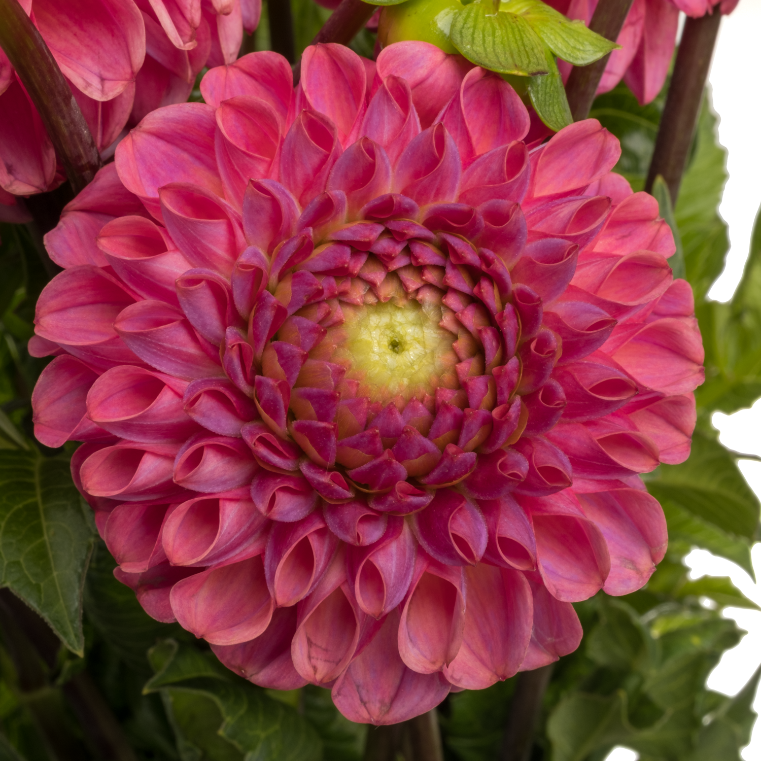 Dahlia lila Caitlins Joy 55cm