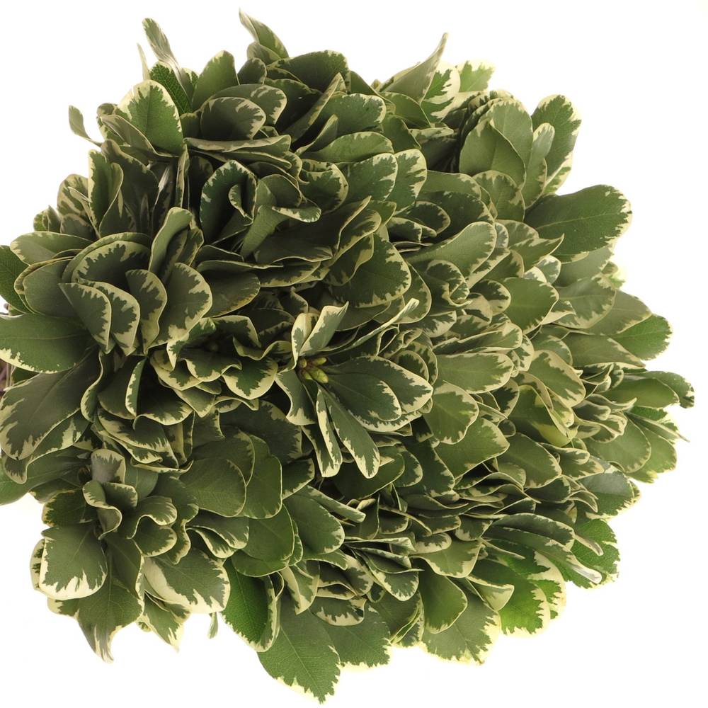 Pittosporum grün/weiss Grob 35cm