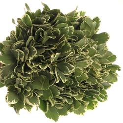 Pittosporum grün/weiss Grob 35cm
