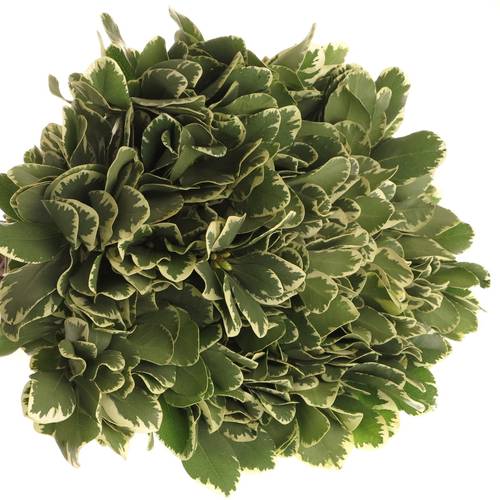 Pittosporum grün/weiss Grob 35cm