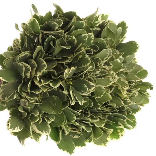 Pittosporum grün/weiss Grob 35cm