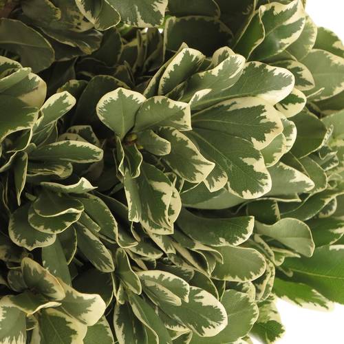 Pittosporum grün/weiss Grob 35cm