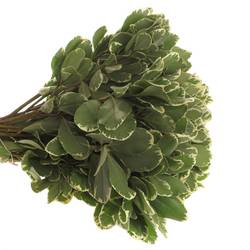 Pittosporum grün/weiss Grob 35cm