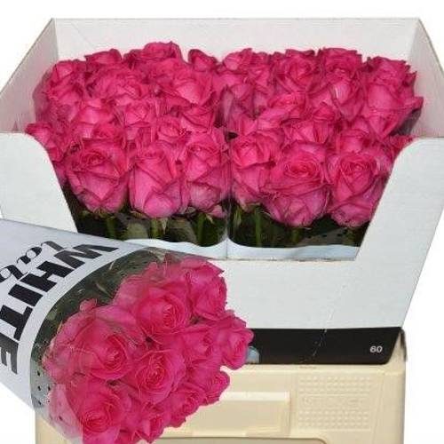 Rose fuchsia Purple Star 60cm