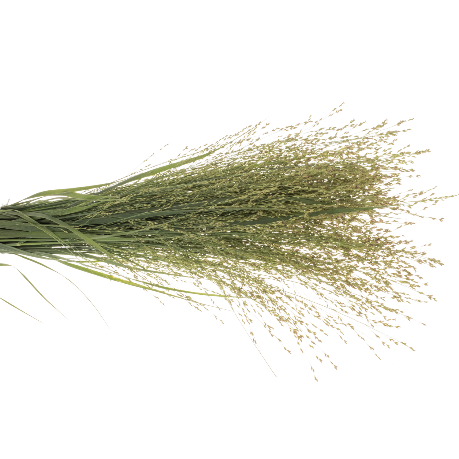 Ziergras creme Skygrass 90cm