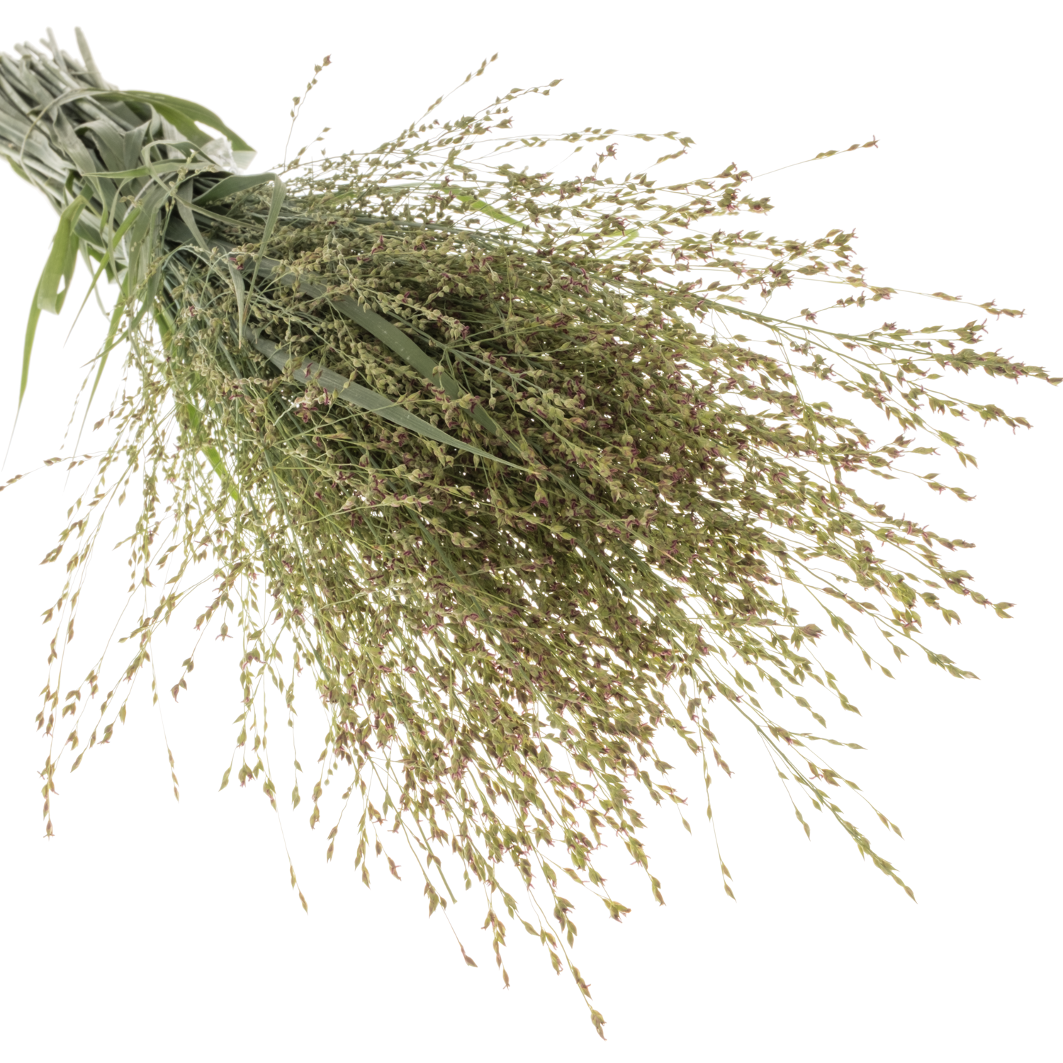 Ziergras creme Skygrass 90cm