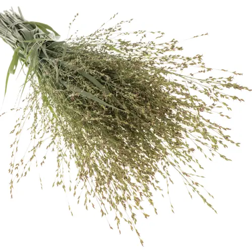 Ziergras creme Skygrass 90cm