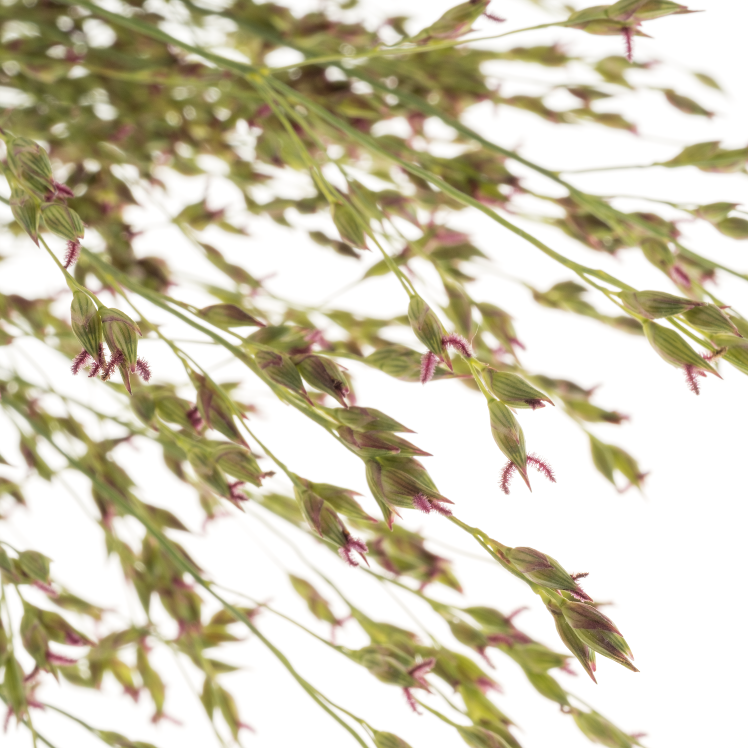 Ziergras creme Skygrass 90cm