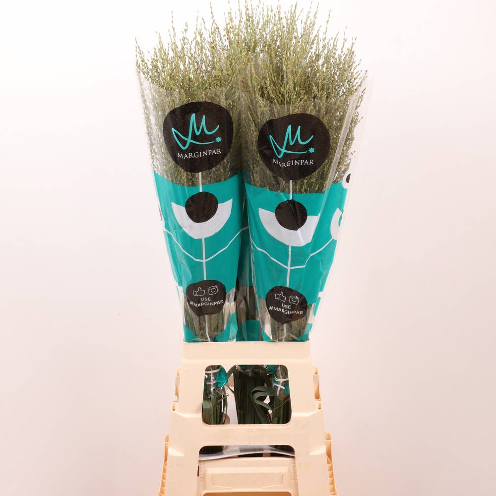 Ziergras creme Skygrass 90cm