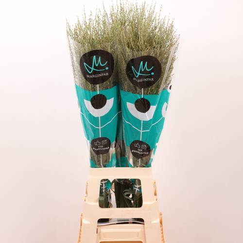 Ziergras creme Skygrass 90cm