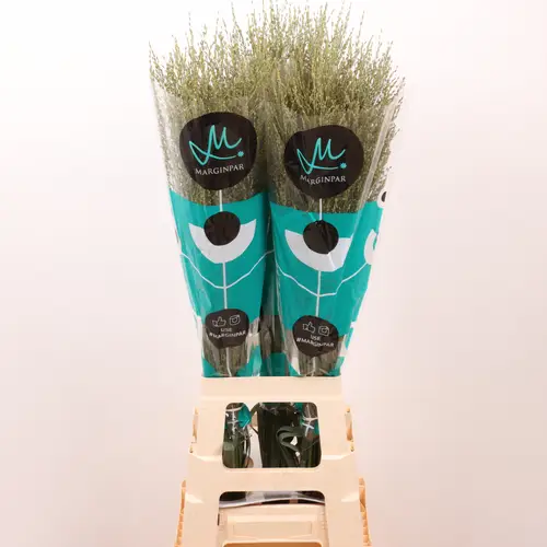 Ziergras creme Skygrass 90cm