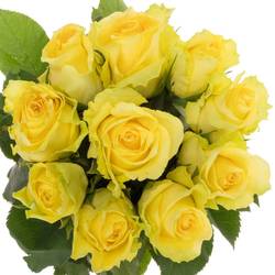 Rose gelb Minion 35cm