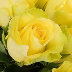 Rose gelb Minion 35cm