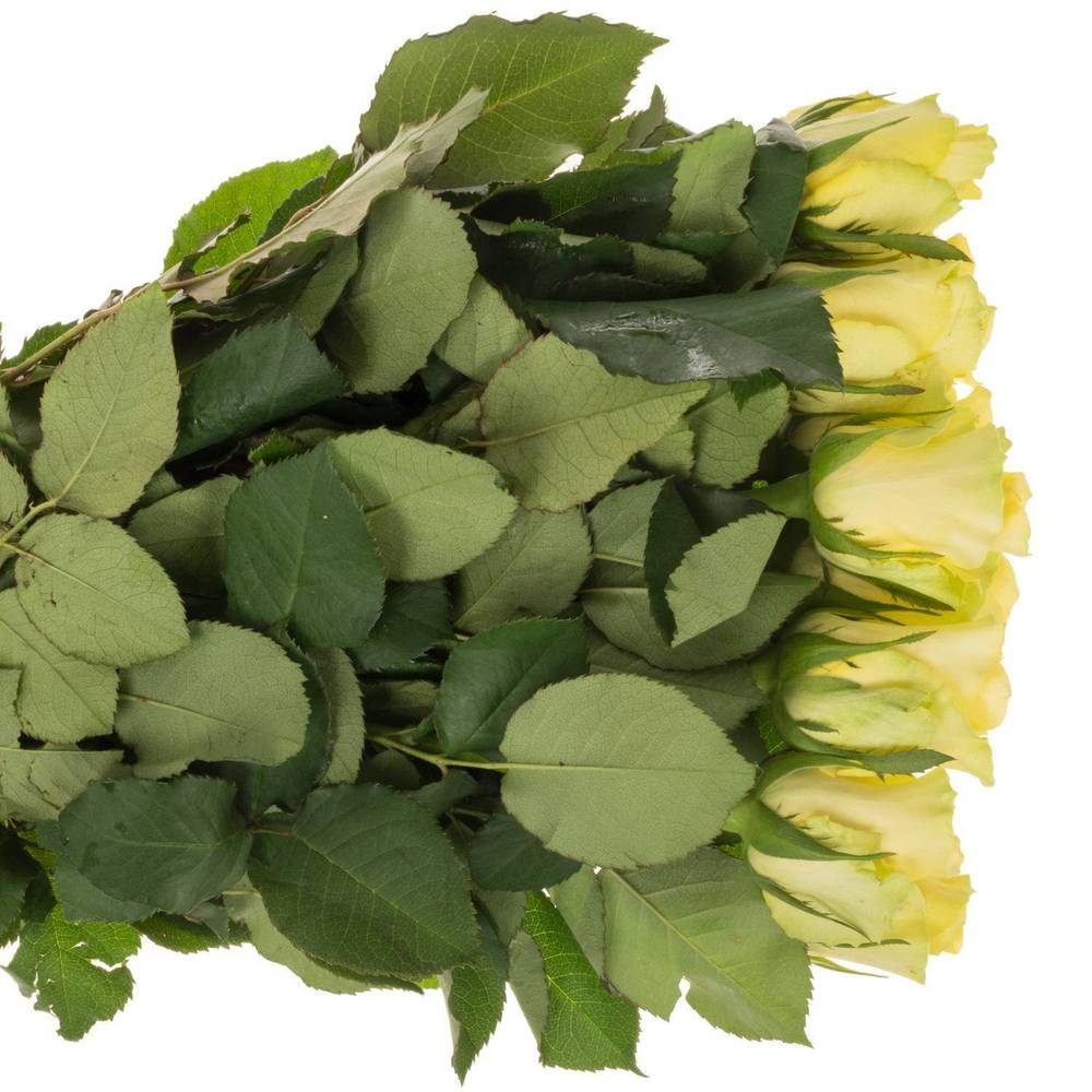 Rose gelb Minion 35cm