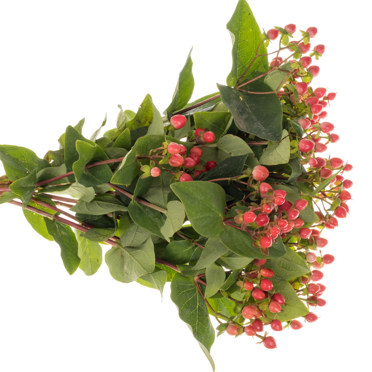 Hypericum rot Coco Rio 40cm