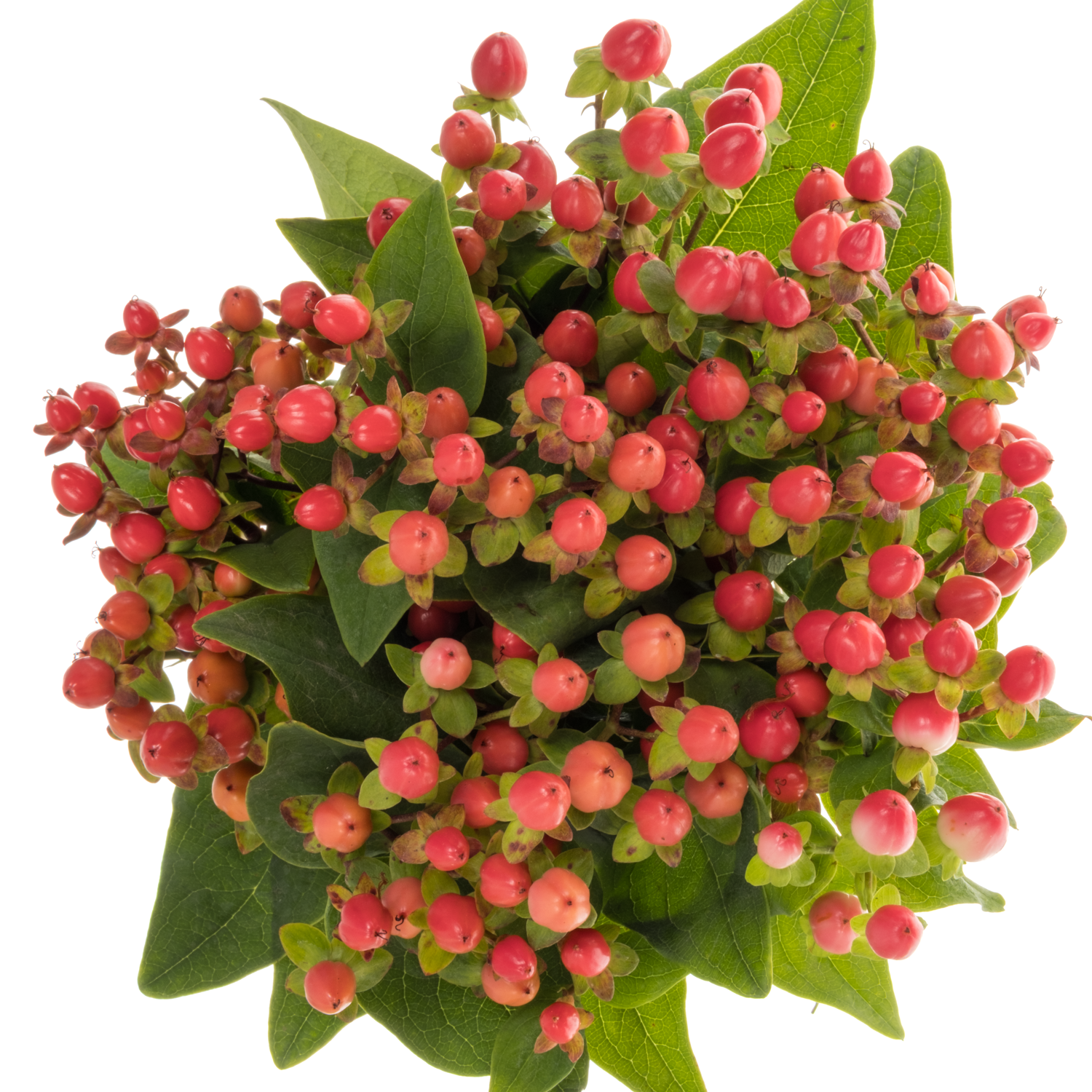 Hypericum rot Coco Rio 40cm