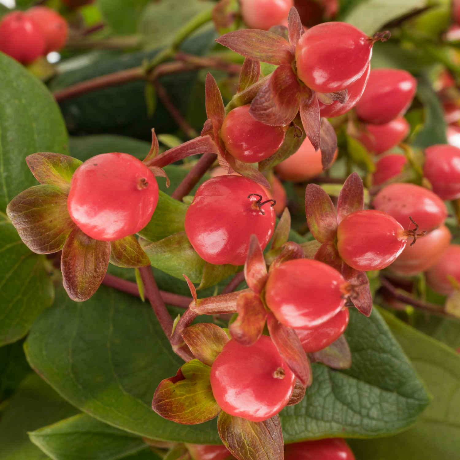 Hypericum rot Coco Rio 40cm