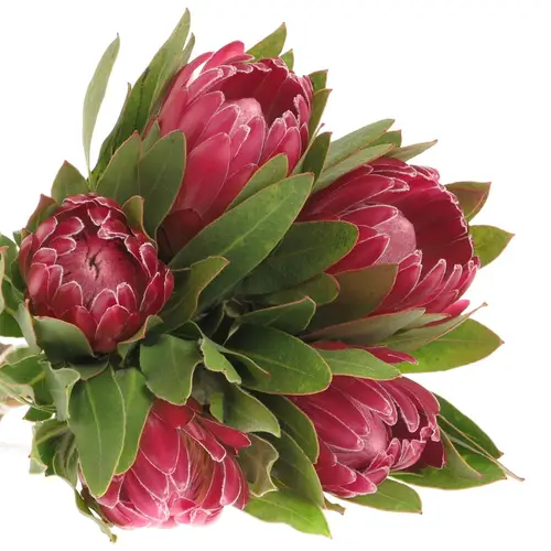 Protea rot Brenda 30cm