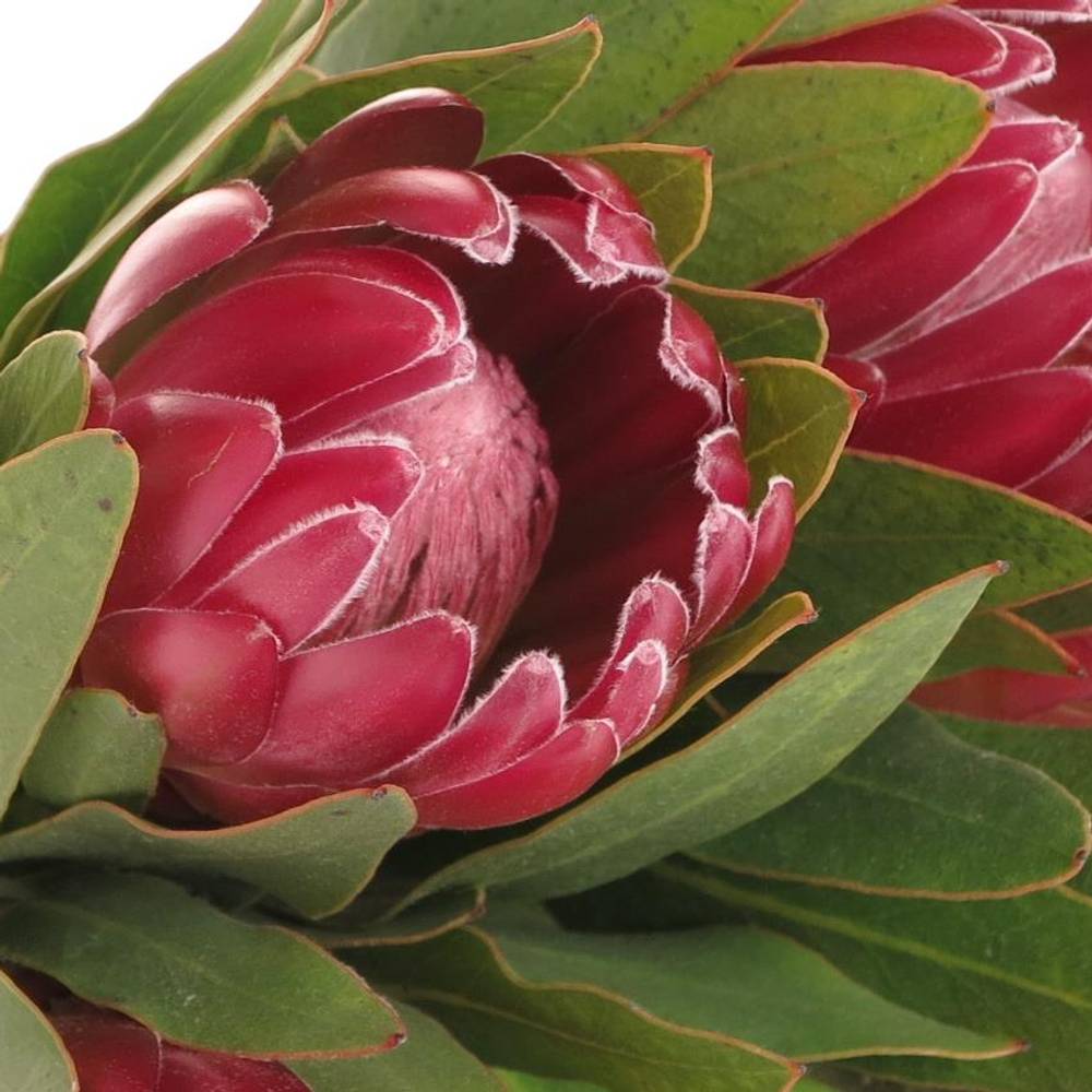 Protea rot Brenda 30cm