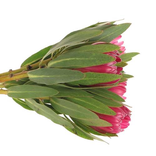 Protea rot Brenda 30cm