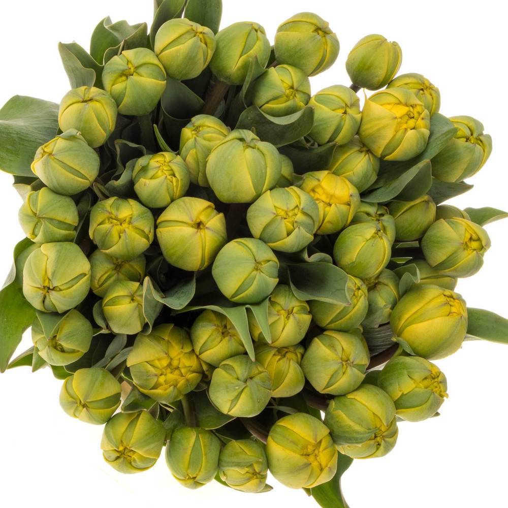 Tulpe gelb Yellow Pom Pom 40 Gramm