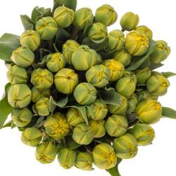 Tulpe gelb Yellow Pom Pom 42 Gramm