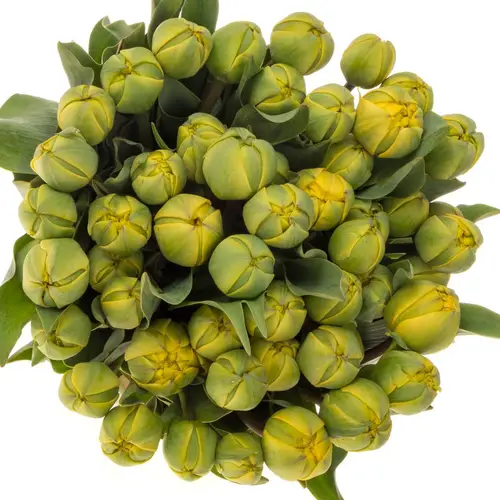 Tulpe gelb Yellow Pom Pom 40 Gramm