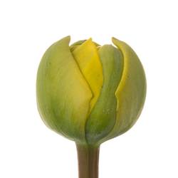 Tulpe gelb Yellow Pom Pom 40 Gramm