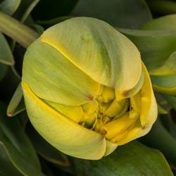 Tulpe gelb Yellow Pom Pom 40 Gramm