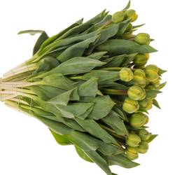 Tulpe gelb Yellow Pom Pom 40 Gramm