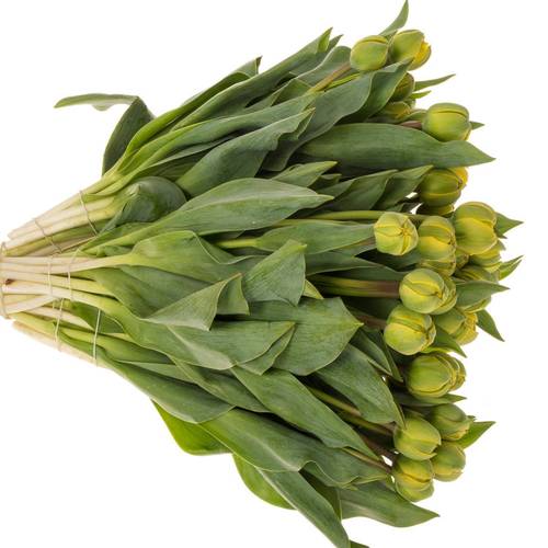 Tulpe gelb Yellow Pom Pom 40 Gramm