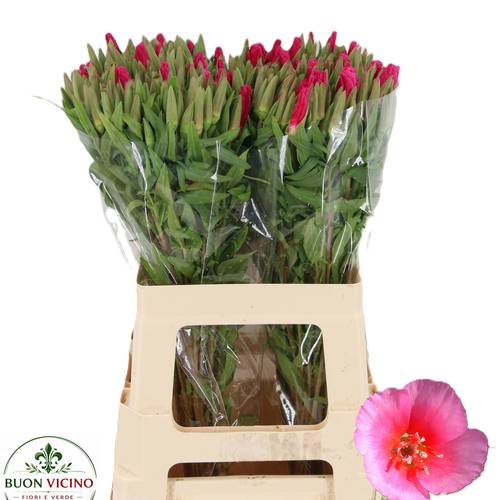 Godetia fuchsia 60cm