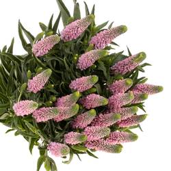 Veronica rosa Smart Enjoyce 50cm