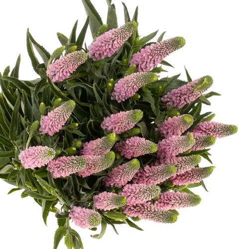 Veronica rosa Smart Enjoyce 50cm