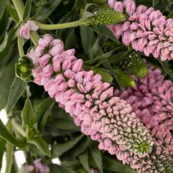 Veronica rosa Smart Enjoyce 50cm