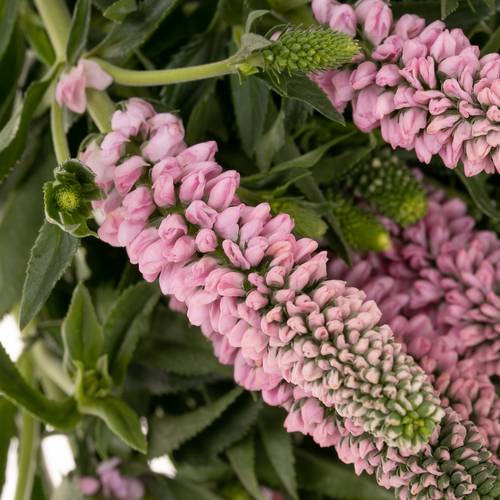 Veronica rosa Smart Enjoyce 50cm