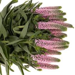 Veronica rosa Smart Enjoyce 50cm
